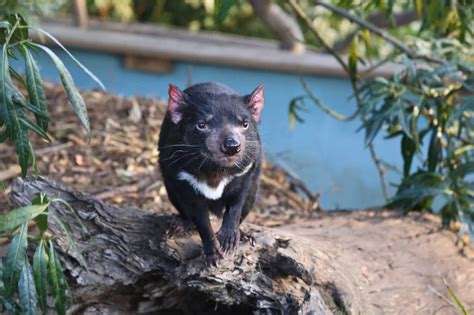 tasmanian devil sanctuary tasmania
